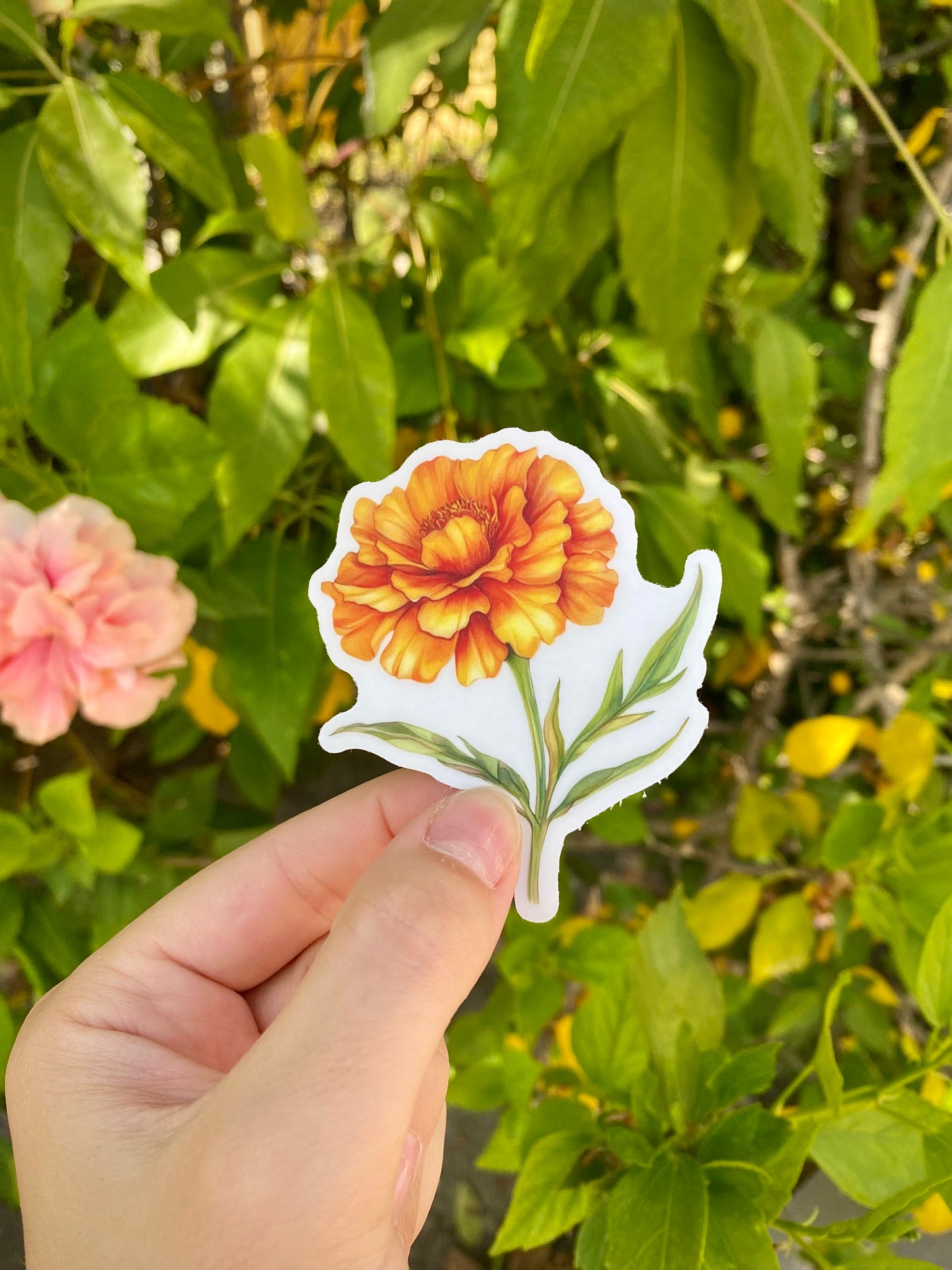 Clear Marigold Sticker, 2.5x3in