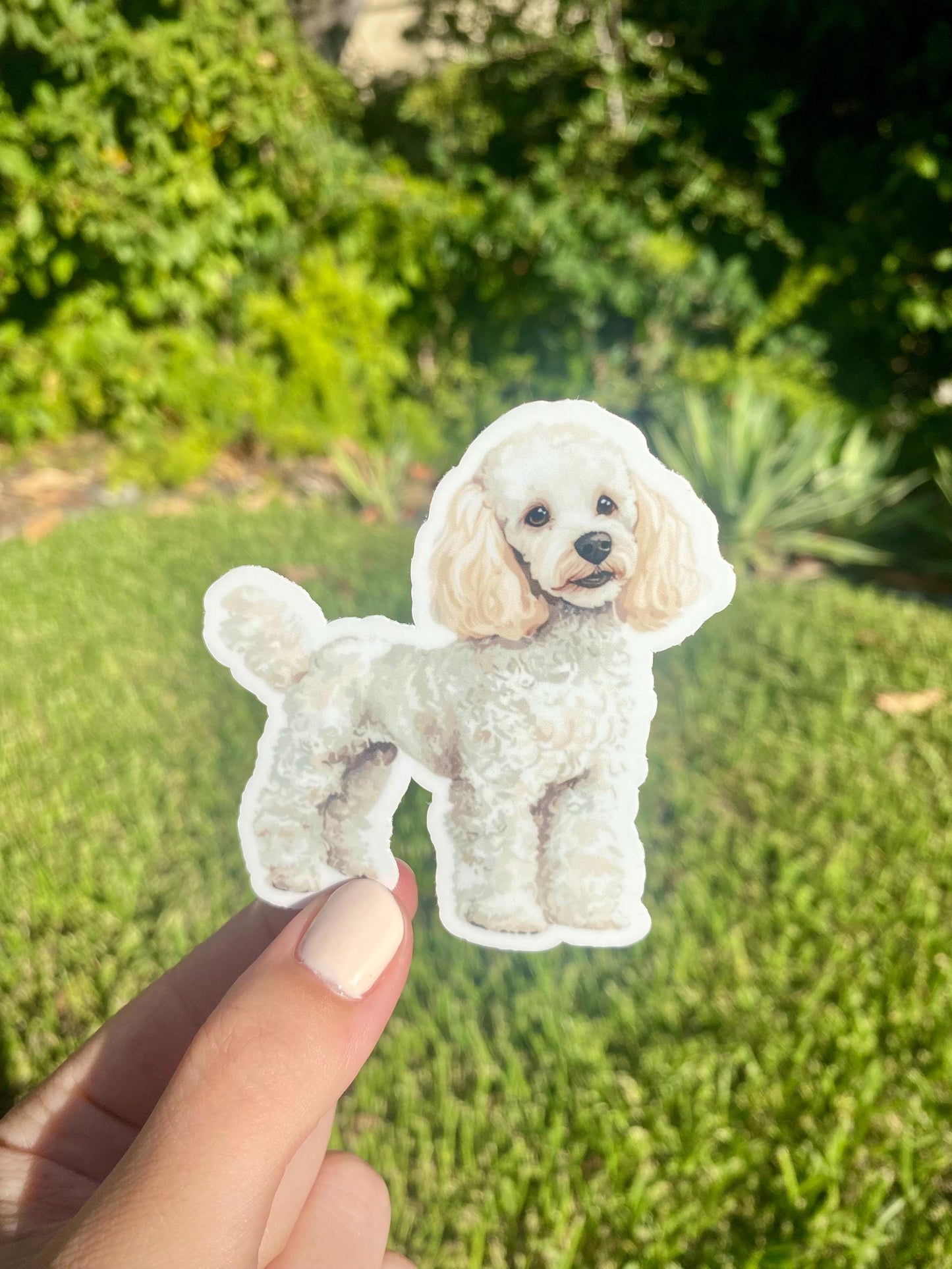 Classic Poodle Sticker, 2.8x3in