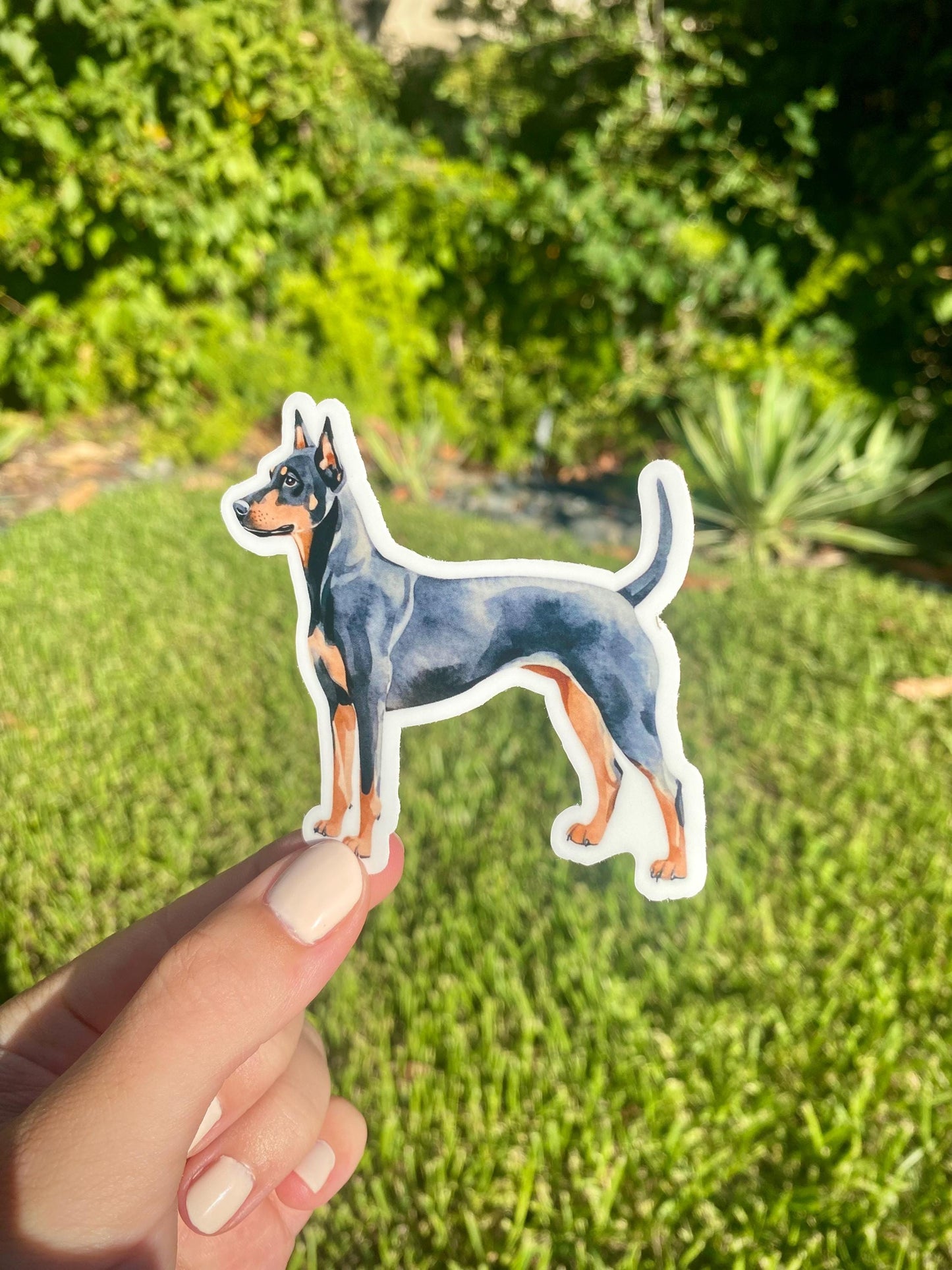 Classic Doberman Sticker, 3x3in