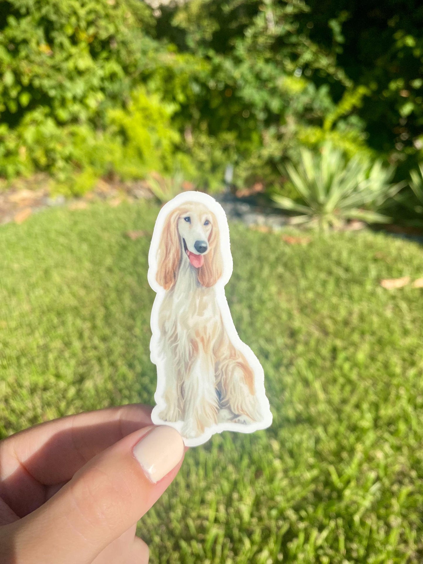 Classic Afghan Hound Sticker, 1.6x3in