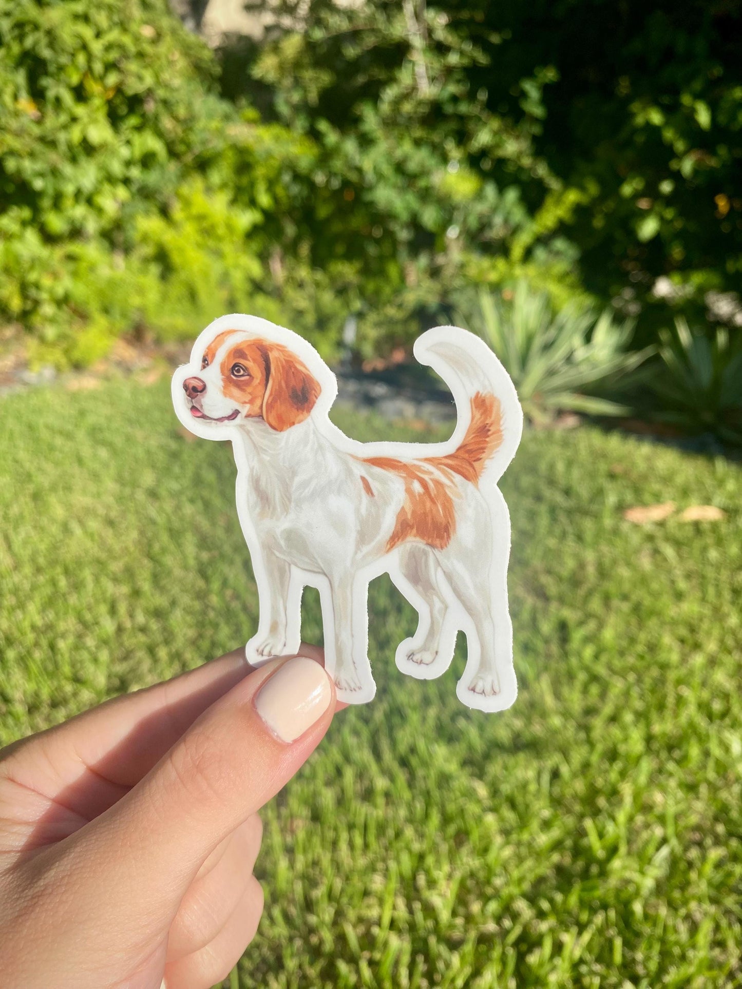 Classic Brittany Spaniel Sticker, 2.7x3in